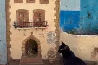 ببینید؛ در اسپانیا حتی گربه‌ها هم خانه دارند!