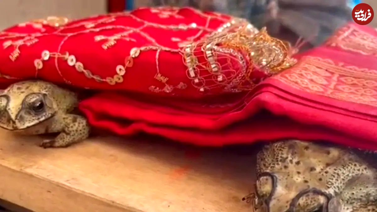 (ویدئو) جشن عروسی مجلل قورباغه‌ ها در هند برای مقابله با گرما