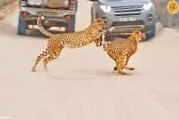 (ویدئو) سد معبر یوزپلنگ‌ها در جاده خاکی