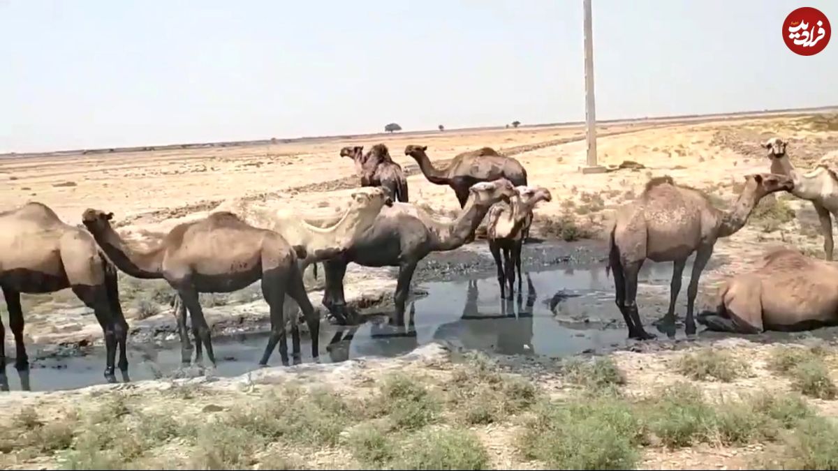 (ویدئو) سیل ِعربستان شترها را با خود برد!