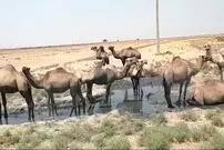 (ویدئو) سیل ِعربستان شترها را با خود برد!