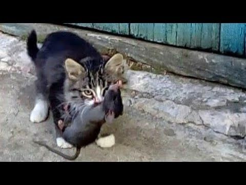 (ویدئو) شکار باورنکردنی موش غول پیکر توسط یک بچه گربه