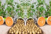 (ویدئو) به همین سادگی 9 سیب زمینی در سطل رنگ خالی بکارید و 7 کیلو برداشت کنید!