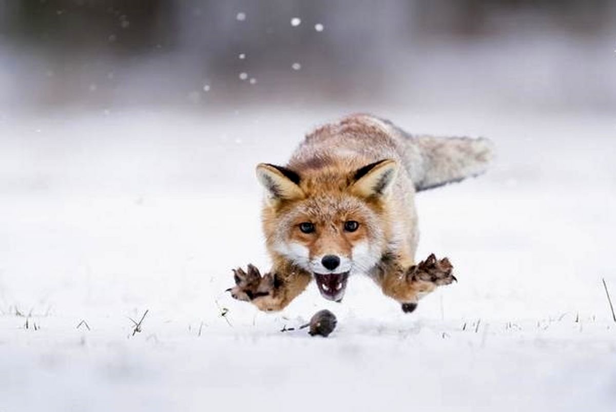 (ویدیو) لحظه ناب از شکار جالب موش صحرایی توسط روباه وسط برف!