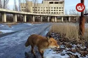 چرنوبیل پس از فاجعه؛ راز خوشبختی گرگ‌ها در سرزمین ممنوعه