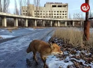 چرنوبیل پس از فاجعه؛ راز خوشبختی گرگ‌ها در سرزمین ممنوعه