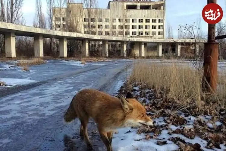 چرنوبیل پس از فاجعه؛ راز خوشبختی گرگ‌ها در سرزمین ممنوعه