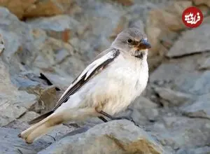 تصاویر| گنجشک برفی؛ عجیب‌ترین گنجشگ دنیا که در کوه‌های ایران زندگی می‌کند و منقارش در زمان جوجه‌آوری تغییر رنگ می‌دهد!