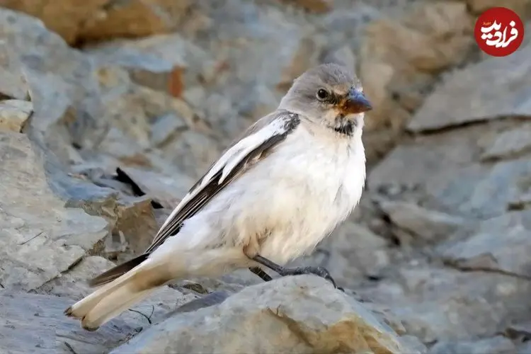 تصاویر| گنجشک برفی؛ عجیب‌ترین گنجشگ دنیا که در کوه‌های ایران زندگی می‌کند و منقارش در زمان جوجه‌آوری تغییر رنگ می‌دهد!