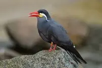 (عکس) سبیل هرکول پوآرو روی صورت یک پرستو