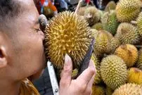 ببینید| غذای خیابانی در اندونزی؛ برش ماهرانه دوریان در شهر مدان