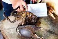 ببینید| غذای خیابانی در ویتنام؛ پخت غذا با خرچنگ گِلی در بانکوک