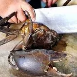 ببینید| غذای خیابانی در ویتنام؛ پخت غذا با خرچنگ گِلی در بانکوک