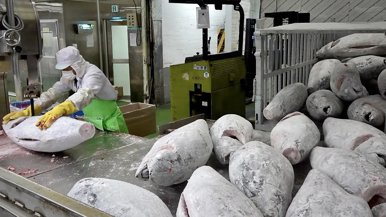 (ویدئو) فرآیند برش زدن 20 هزار کیلوگرم ماهی تن به روش دیدنی کره ای ها