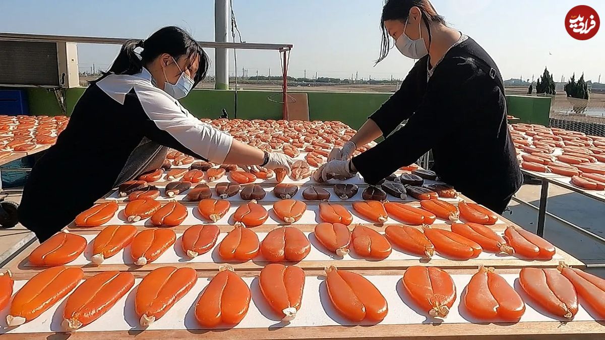 (ویدئو) فرآیند فرآوری هزاران کیلو تخم ماهی کفال توسط ماهیگیران تایوانی