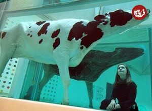 (تصاویر) حیوانات مردۀ ثروتمندترین هنرمند انگلستان؛ هرزگی هنر یا راز مرگ؟