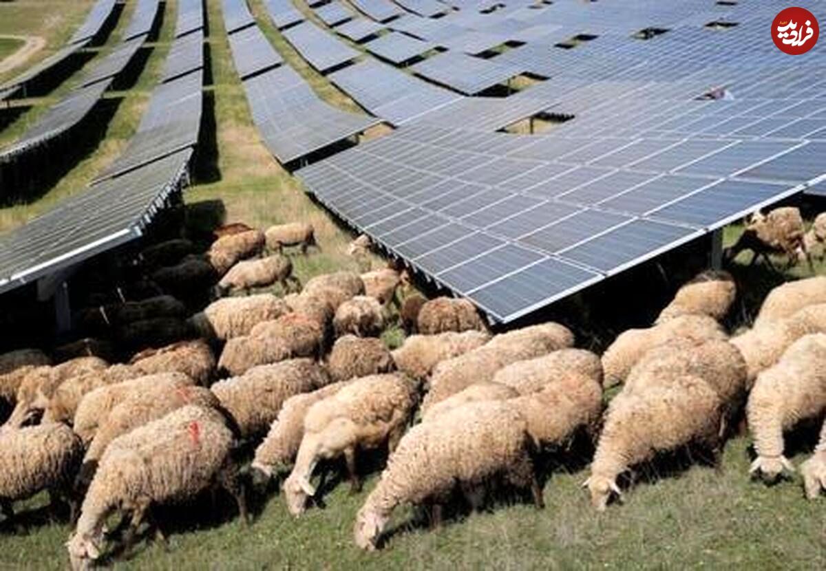 (ویدئو) گوسفندانی که در مزرعه خورشیدی کار می‌کنند
