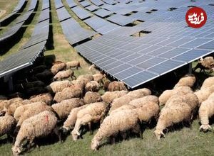 (ویدئو) گوسفندانی که در مزرعه خورشیدی کار می‌کنند
