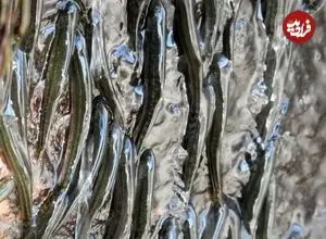 کشف راز ۵۰ ساله صخره‌نوردی ماهی‌ها