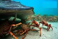 ببینید| اتحاد و همکاری دیدنی خرچنگ های عنکبوتی در برابر یک سفره ماهی غول پیکر