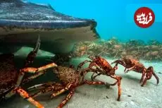 ببینید| اتحاد و همکاری دیدنی خرچنگ های عنکبوتی در برابر یک سفره ماهی غول پیکر