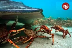 ببینید| اتحاد و همکاری دیدنی خرچنگ های عنکبوتی در برابر یک سفره ماهی غول پیکر