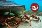ببینید| اتحاد و همکاری دیدنی خرچنگ های عنکبوتی در برابر یک سفره ماهی غول پیکر
