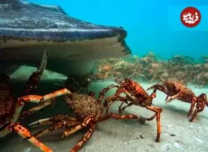ببینید| اتحاد و همکاری دیدنی خرچنگ های عنکبوتی در برابر یک سفره ماهی غول پیکر