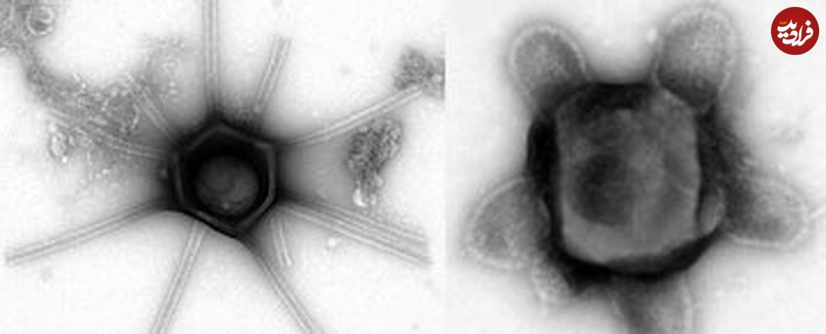 (عکس) کشف ویروس‌های غول‌پیکر ترسناکی که بازو و دم دارند