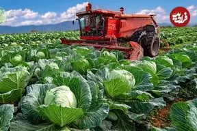 ببینید| مراحل دیدنی کاشت، برداشت و فرآوری هزاران تن کلم در ژاپن