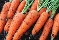 (ویدئو) به همین سادگی توی خونه هویج درشت و آبدار بکار