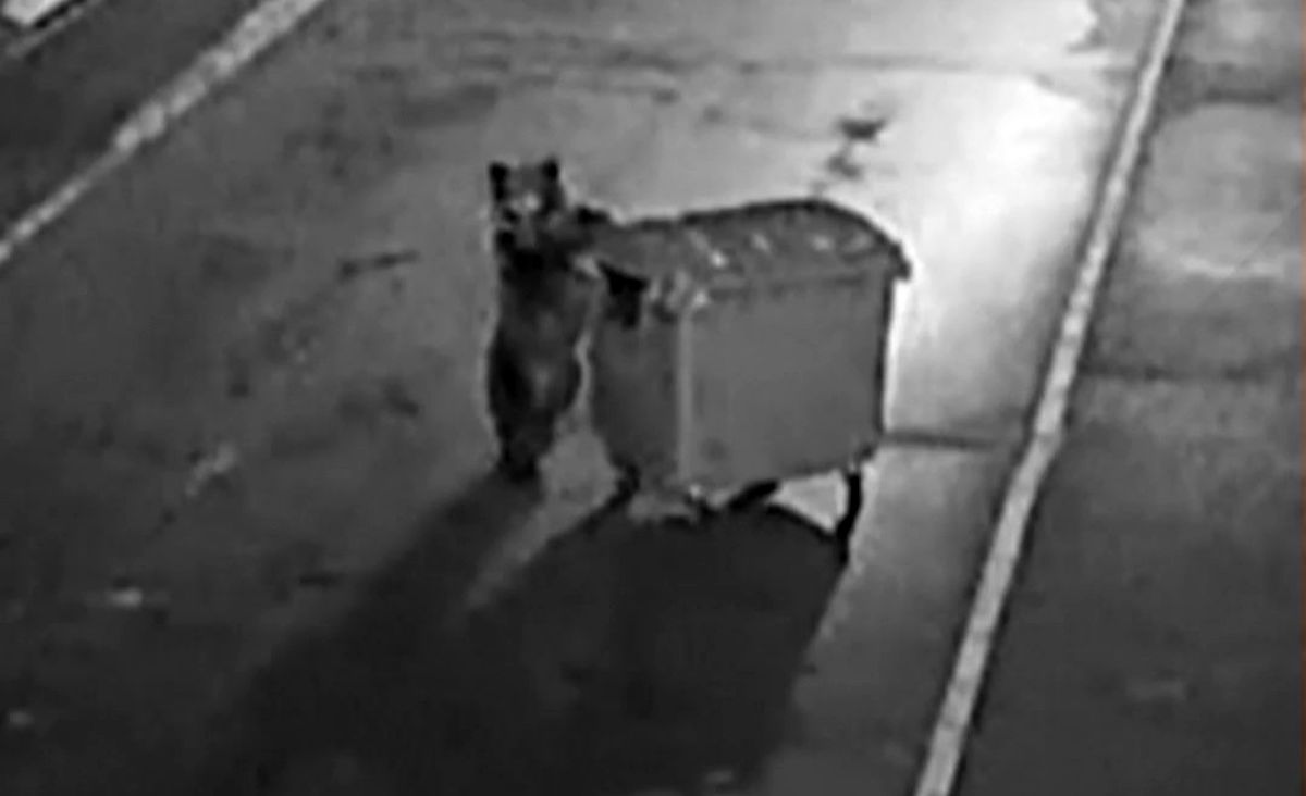 (ویدئو) ثبت تصویر یک خرس درحال کشیدن سطل زباله
