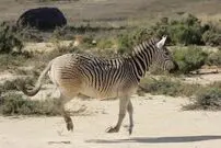 (تصاویر) این 6 گونه منقرض شده، احتمالا دوباره به زندگی بر می گردند