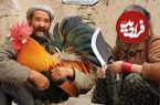 ببینید؛ غذای روستایی در افغانستان؛ پخت یک غذای سنتی با برنج و گوشت خروس
