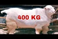 (ویدئو) 5 بز بزرگ غول پیکر جهان؛ این بز با 400 کیلوگرم اول شد!