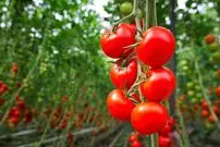 (ویدئو) باور میکنی به همین سادگی میشه تو گلدون گوجه گیلاسی کاشت!
