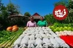 ببینید| غذای روستایی در سنگاپور؛ پخت یک غذای تند و سنتی با ماهی مرکب