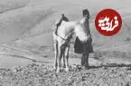 عکس| سفر زمان؛ منظرۀ «اصطبل و اردوی ناصرالدین شاه» در علی‌آباد قم