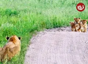 ببینید| لحظه دیدار احساسی 6 توله شیر با مادرشان