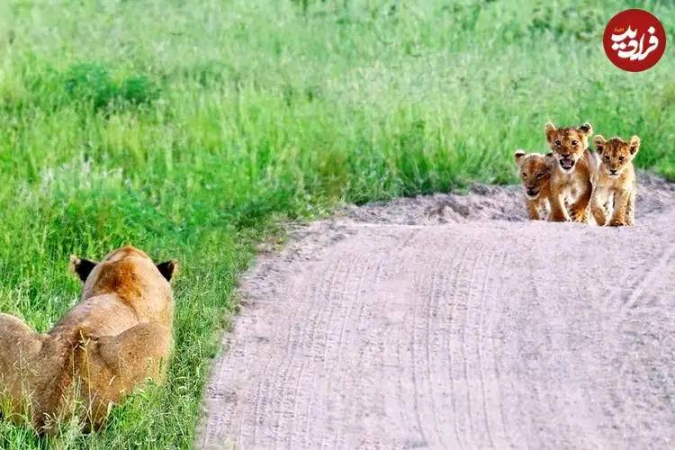 ببینید| لحظه دیدار احساسی 6 توله شیر با مادرشان