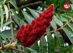 سماق، گزینه‌ای قوی برای مهار باکتری عامل زخم معده