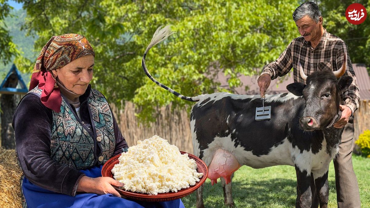 ببینید؛ غذای روستایی در آذربایجان؛ تهیه پنیر اصیل سنتی با شیر تازه گاو