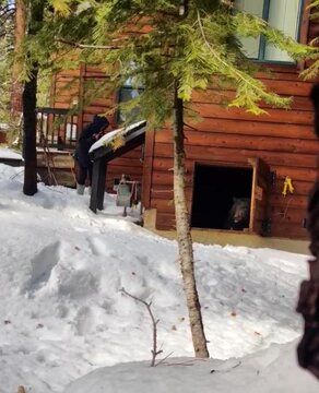 (عکس) محبوس شدن خرسی در زیر زمین یک خانه؛ پناه حیوان در برف و سرما
