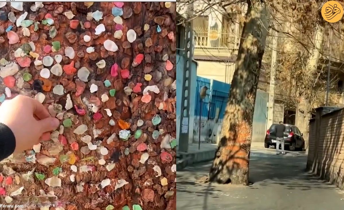 (ویدئو) داستان عجیب درخت آدامسی در خیابان فرشته