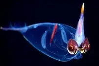 ببینید| ۱۰ نمونه از زیباترین ماهی‌های مرکب در جهان 