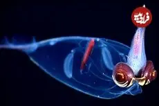 ببینید| ۱۰ نمونه از زیباترین ماهی‌های مرکب در جهان 