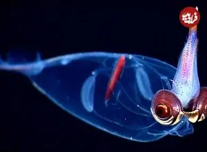 ببینید| ۱۰ نمونه از زیباترین ماهی‌های مرکب در جهان 