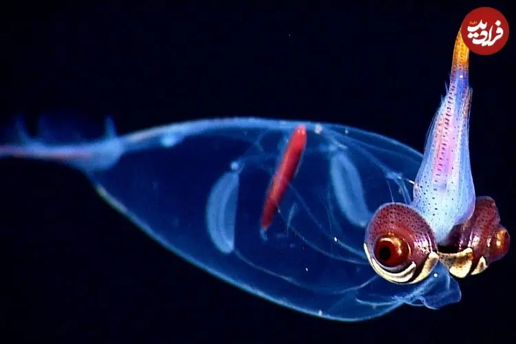 ببینید| ۱۰ نمونه از زیباترین ماهی‌های مرکب در جهان 