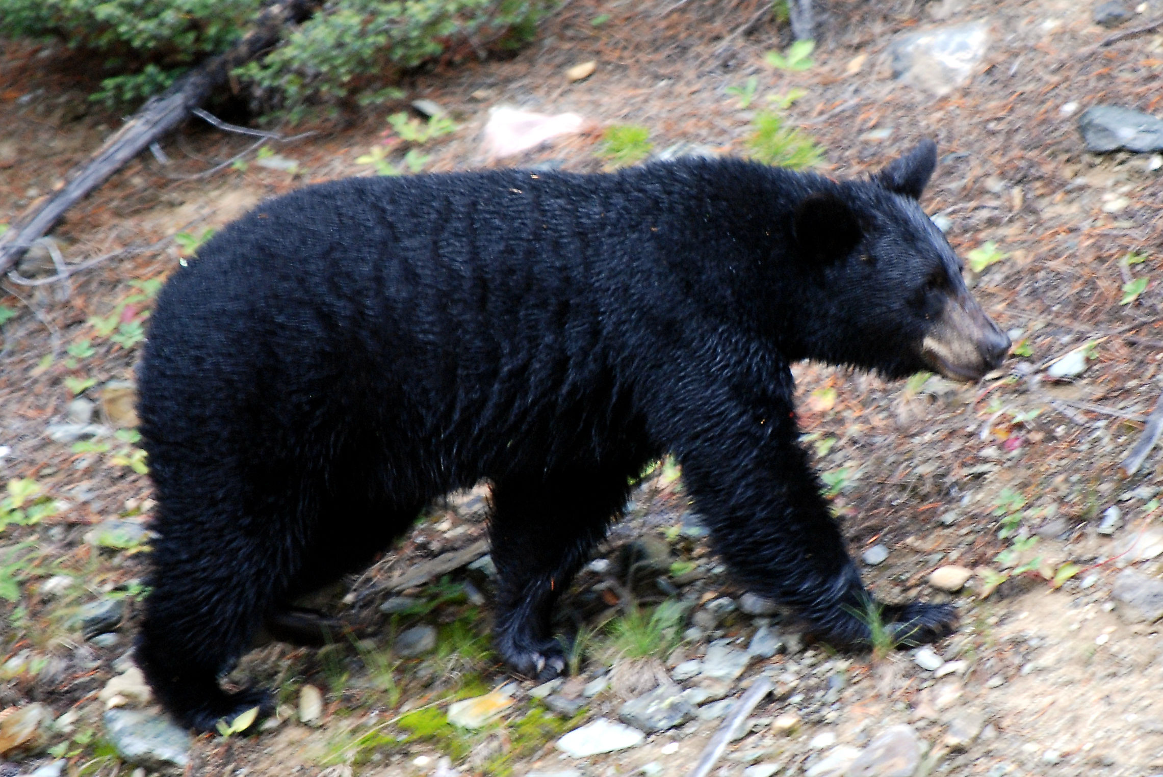 (ویدئو) ببینید چطور این خرس سیاه به خانه حمله می کند و از داخل یخچال دزدی می کند!