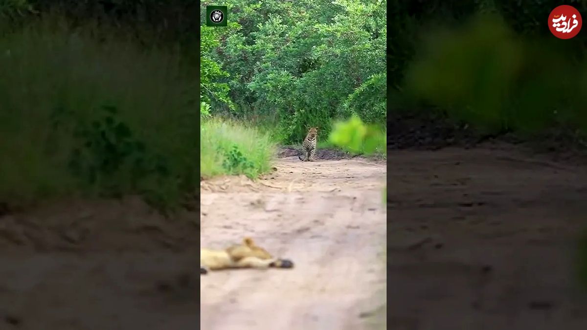(ویدئو) پلنگ بالغ از ترس توله شیر پا به فرار گذاشت
